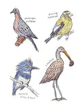 The Field Guide to Dumb Birds Sticker Book
